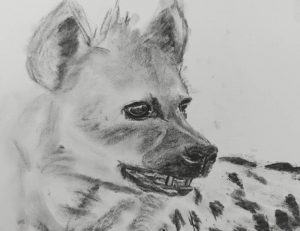 Hyena